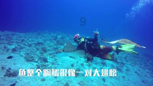 拯救蓝色小鸟